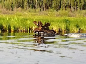 moose Prince-Albert-Nationalpark